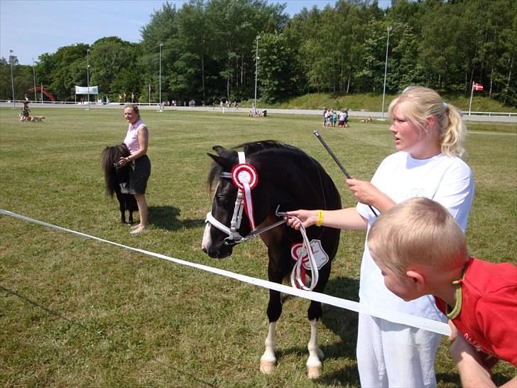 Welsh Pony af Cob-type (sec C) Lundquistens Black Bess billede 4