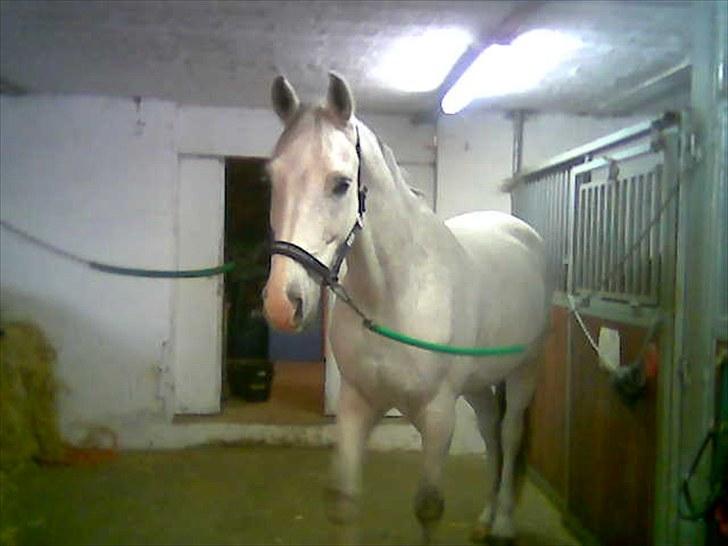 Dansk Varmblod Shaigun 13.04.93-06.02.07 billede 5