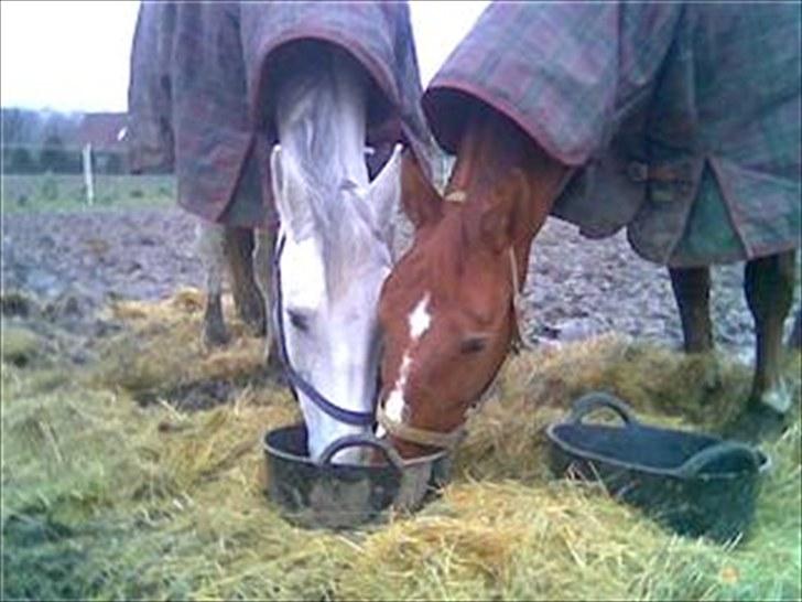 Dansk Varmblod Shaigun 13.04.93-06.02.07 - Gode venner deler alt og er matchende- Flori & Shaigun billede 6