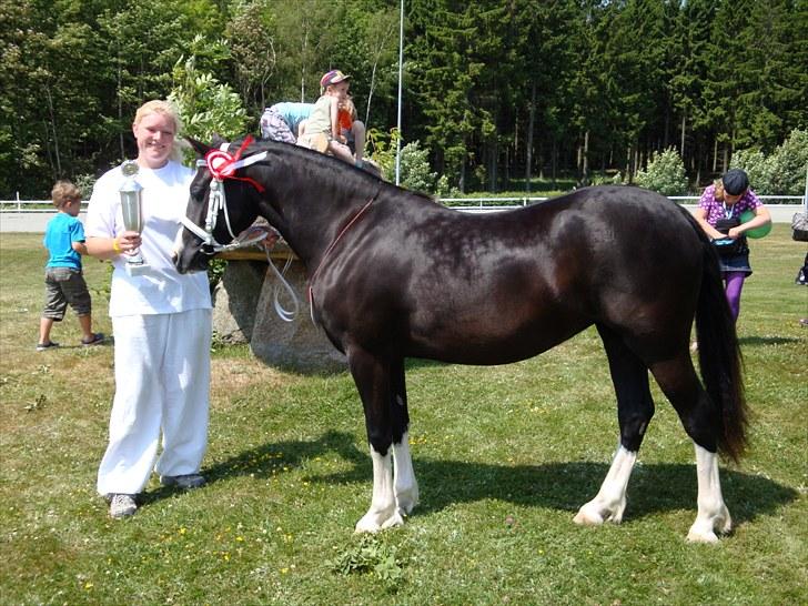 Welsh Pony af Cob-type (sec C) Lundquistens Black Bess - Bess Dyrskuets bedste 2-års hoppe billede 5