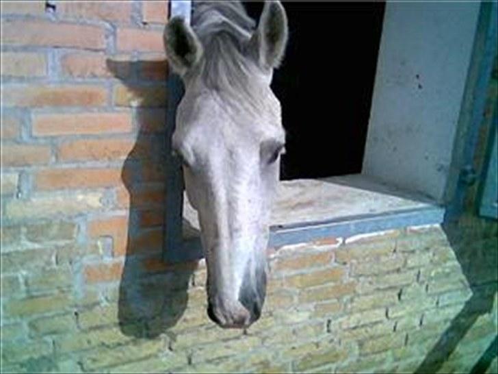 Dansk Varmblod Shaigun 13.04.93-06.02.07 billede 7