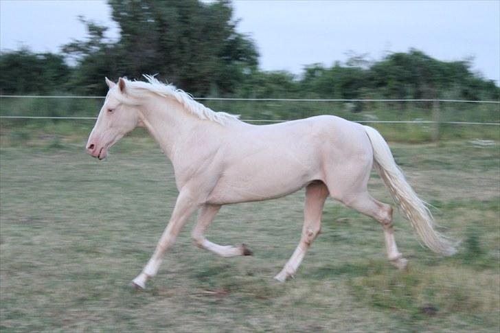 Palomino Stargolds Cream billede 11