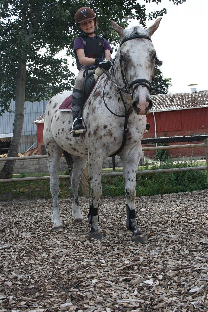 Knabstrupper Jeronimo ( Aquilla) billede 10