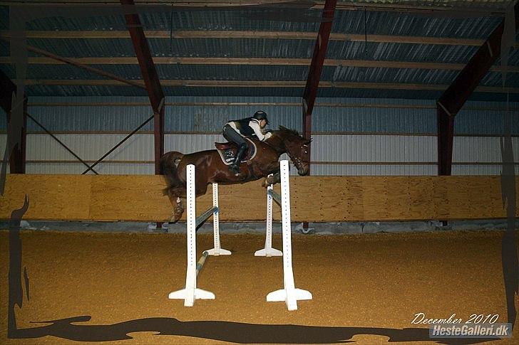 Mecklenburger Paula aka. popo/Guldklump billede 17