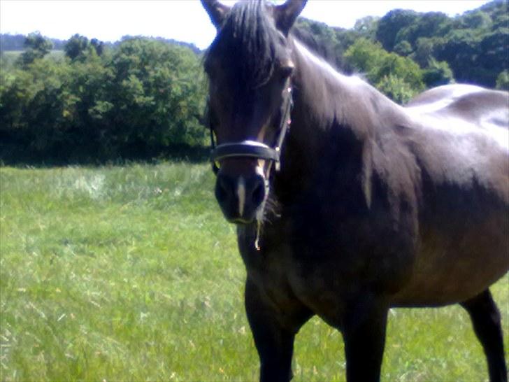 Anden særlig race Lukas *Himmelhest* - Hej jeg hedder Lukas og er en skikkelig hest på 20 år billede 1