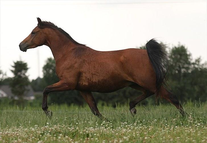 Arabisk fuldblod (OX) A´Chanze - SOLGT - billede 8