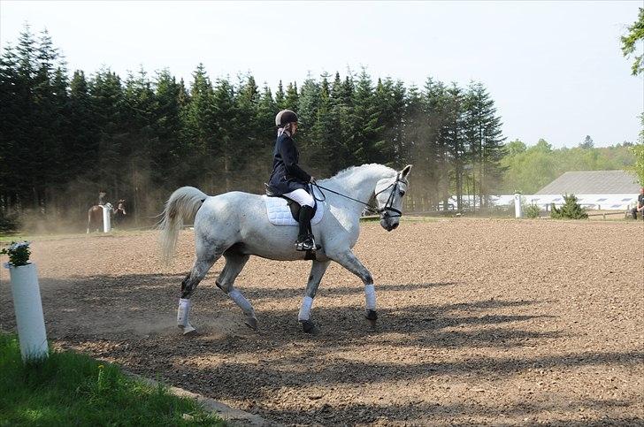 Anden særlig race Ricky - 2011 billede 9