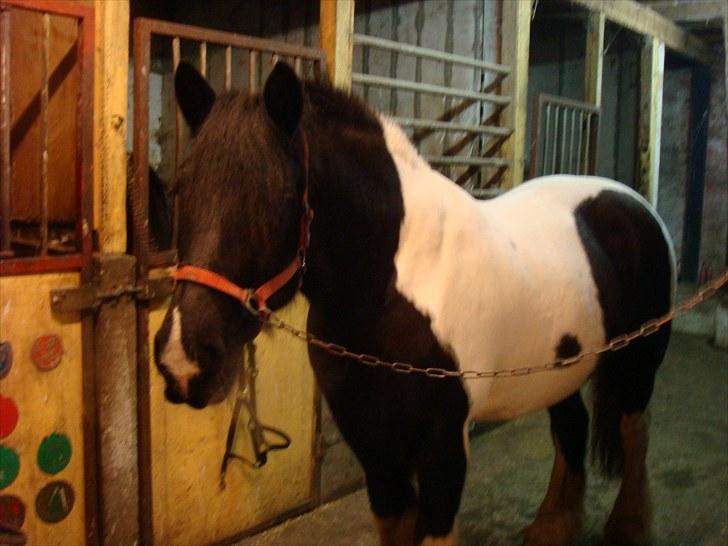 Tinker mollie billede 2