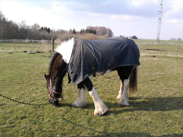 Tinker mollie billede 3