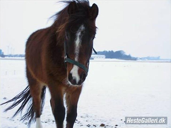 New Forest Lundgaards Bourbon - Taget af Dorte Jensen/Grønvang billede 10