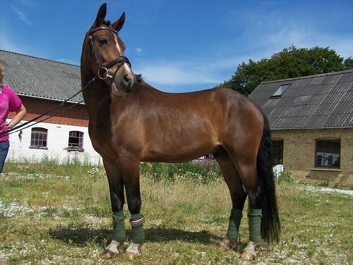 New Forest Lundgaards Bourbon - Taget af Dorte Jensen/Grønvang billede 11