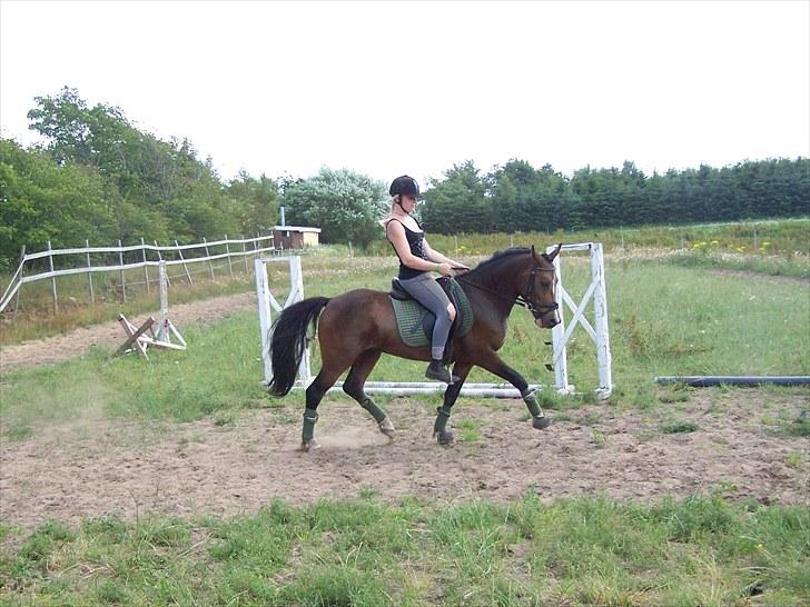 New Forest Lundgaards Bourbon - Taget af mig. Rytter: Dorte Jensen billede 12