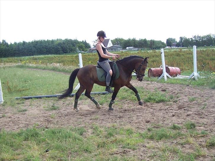 New Forest Lundgaards Bourbon - Taget af mig. Rytter: Dorte  billede 13