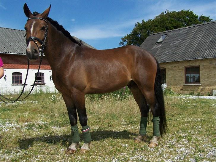 New Forest Lundgaards Bourbon - Taget af Dorte Jensen/Grønvang billede 14