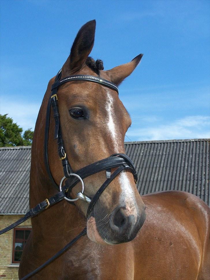 New Forest Lundgaards Bourbon - Taget af Dorte Jensen/Grønvang billede 15