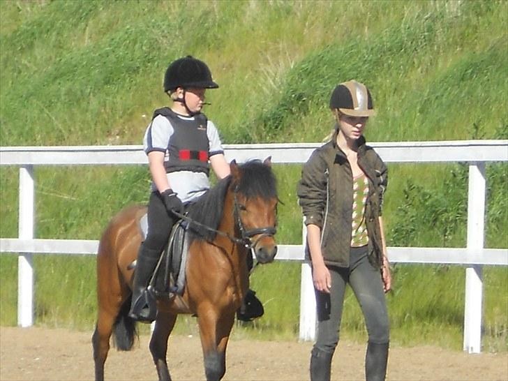 Anden særlig race Herkules, hingst. - Danny prøver Herkules for første gang.. billede 2