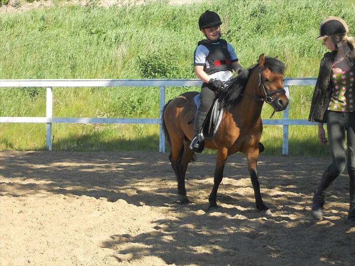 Anden særlig race Herkules, hingst. - Dejlige drenge, Danny og Herkules... billede 4
