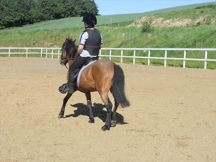 Anden særlig race Herkules, hingst. - Så går det der ud af, helt alene på banen... billede 5