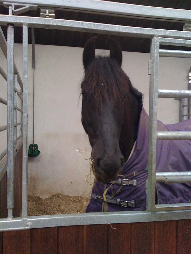 Frieser Jelle L billede 3