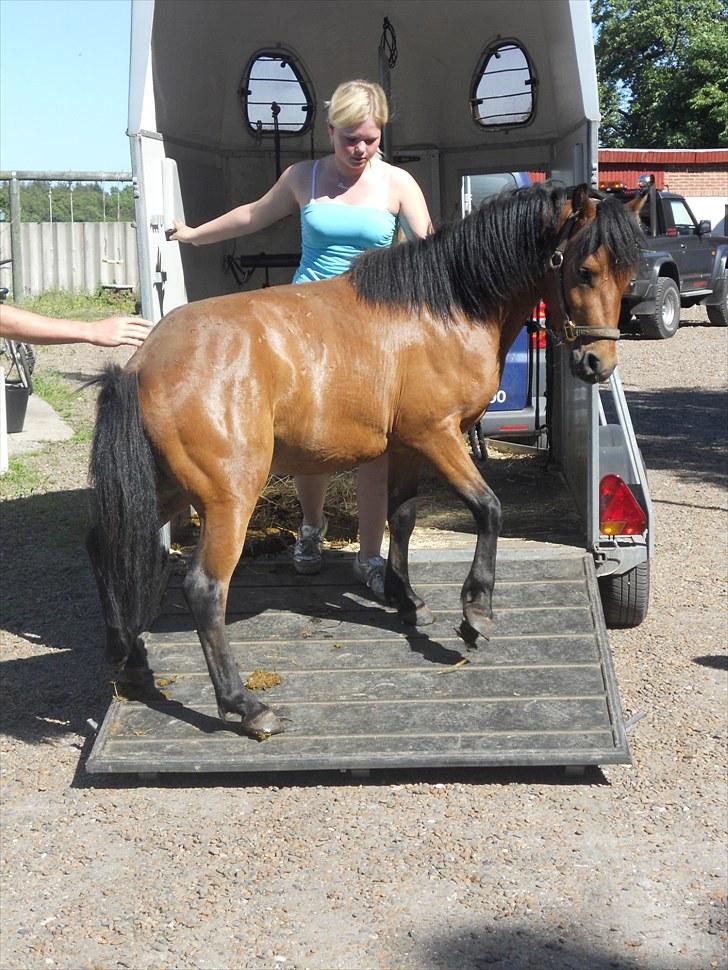 Anden særlig race Herkules, hingst. - Så må jeg hellere komme ud og se hvad de kan tilbyde... billede 7
