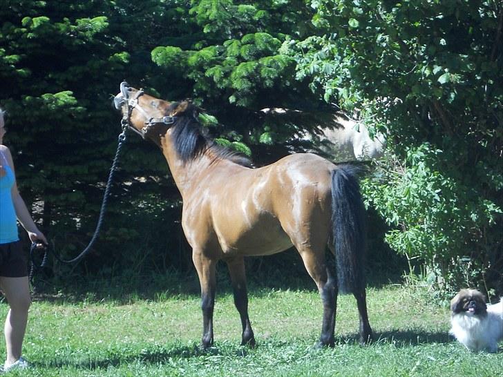 Anden særlig race Herkules, hingst. - Hmm, det lugter som om det er okay... billede 8