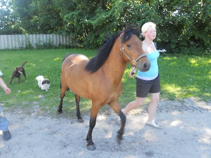 Anden særlig race Herkules, hingst. - Lad mig komme frisk rundt og kigge... billede 9