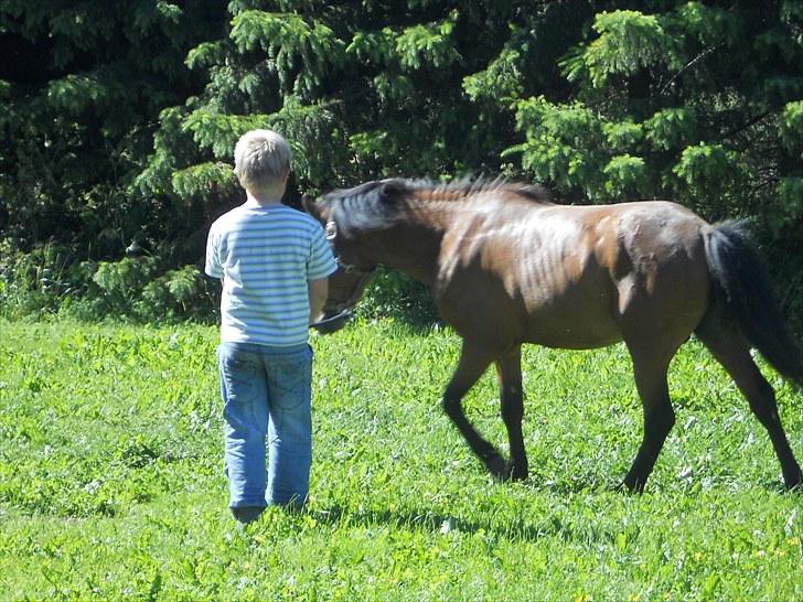 Anden særlig race Herkules, hingst. - Danny og Herkules hygger... billede 10