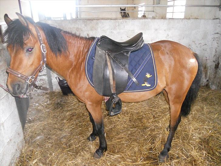 Anden særlig race Herkules, hingst. - Så er Herkules stylet med fint underlag og bare klar... billede 12