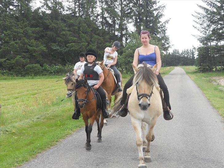Anden særlig race Herkules, hingst. - På langtur ned lidt af flokken for første gang... billede 18