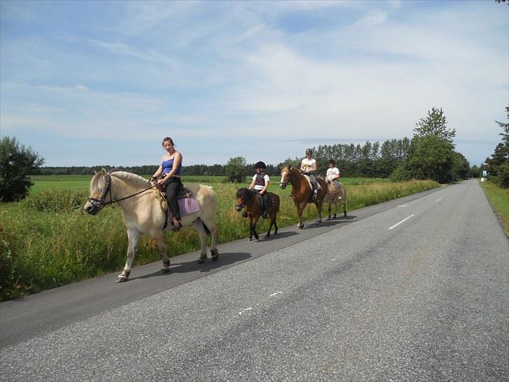 Anden særlig race Herkules, hingst. - Herkules har fundet sin plads, Danny følger bare med nu... billede 19