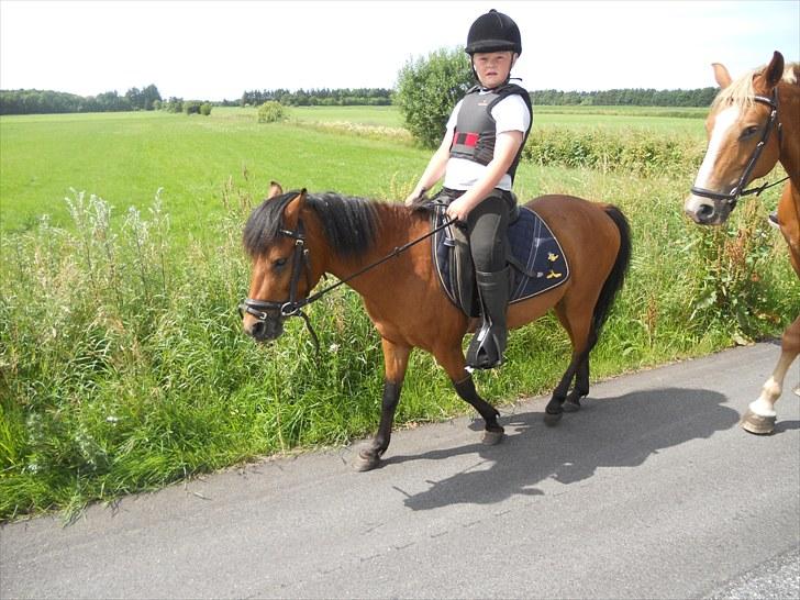 Anden særlig race Herkules, hingst. - Puha, de andre har lange ben..Er lidt træt nu... billede 20