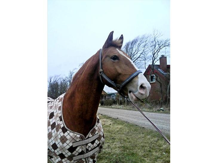 {{currentPhoto.altText}} billede {{currentPhoto.number}}