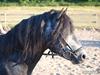Dartmoor skovbrynet`s fantast  [Tidl. hest]
