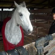Welsh Pony af Cob-type (sec C) Joanna<3 Du var en ener!:')
