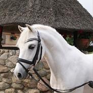 Welsh Pony af Cob-type (sec C) Lyngvejens Favorit