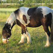 Irish Cob Troelsegårdens Mr OMalley