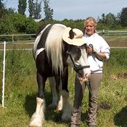 Irish Cob Troelsegårdens Mr OMalley