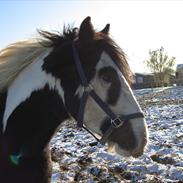 Irish Cob Troelsegårdens Mr OMalley