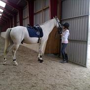 Anden særlig race (HalvPart) Erik (;'