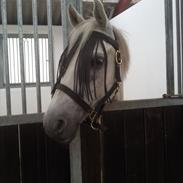 Anden særlig race (HalvPart) Erik (;'