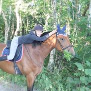 Dansk Varmblod Alanzo