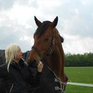 Dansk Varmblod Alanzo