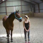 Dansk Varmblod Alanzo