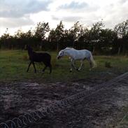 Dansk Varmblod Cocio Hit