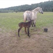 Dansk Varmblod Cocio Hit