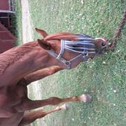 Anden særlig race Ponylands Another Hero 