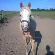 Welsh Partbred (Sec F) Golden Eminent