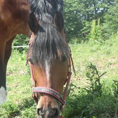 Welsh Pony af Cob-type (sec C) Horsvang'S Matador 