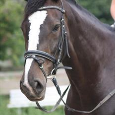 Anden særlig race Vienna STJERNE HESTEN