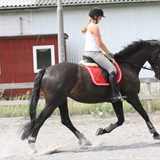 Anden særlig race Vienna STJERNE HESTEN